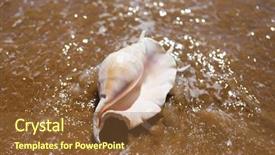  Presentation with seashell - Presentation featuring seashells - big seashell spider conch lambis background and a tawny brown colored foreground