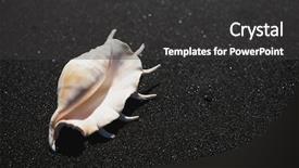  Presentation with seashell - Amazing PPT theme having seashells - big seashell spider conch lambis backdrop and a dark gray colored foreground