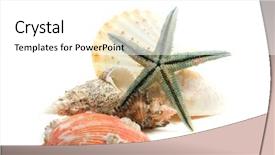  Presentation with starfish - Cool new theme with marine sediment - seashells and starfish isolated backdrop and a white colored foreground