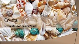  Presentation with seashells museum - Amazing theme having spiral cone - seashells background backdrop and a coral colored foreground