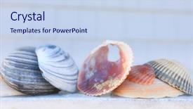  Presentation with seashell - Slide deck enhanced with seashells invitation - seashell background with space background and a sky blue colored foreground