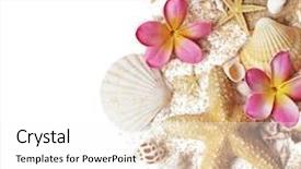  Presentation with seashell - Theme featuring seashells isolated on white background background and a white colored foreground