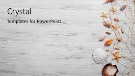  Presentation with light - Presentation consisting of mollusk - seashells on light background background and a light gray colored foreground