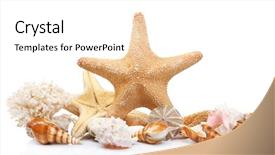  Presentation with ornament - Audience pleasing PPT theme consisting of seashells on sand isolated backdrop and a white colored foreground