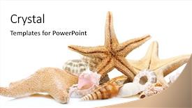  Presentation with ornament - Presentation design enhanced with seashells on sand isolated background and a  colored foreground