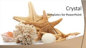  Presentation with white sand - PPT theme consisting of seashells on sand isolated background and a white colored foreground