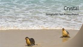  Presentation with lions - Audience pleasing slides consisting of seashore after swimming at seal backdrop and a light gray colored foreground