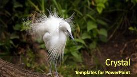  Presentation with fishers - Slides having season egrets live in wetland background and a tawny brown colored foreground