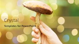  Presentation with season - Beautiful PPT theme featuring season-nature-and-leisure-concept backdrop and a yellow colored foreground