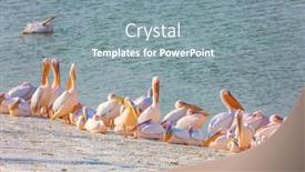  Presentation with birds - Beautiful PPT theme featuring season-of-migratory-birds-thousands backdrop and a seafoam green colored foreground