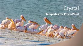  Presentation with birds - Amazing theme having season-of-migratory-birds-thousands backdrop and a seafoam green colored foreground