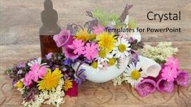  Presentation with herb - PPT layouts consisting of season sage - herbal medicine flower and herb background and a mint green colored foreground
