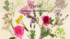  Presentation with sage - Amazing slide deck having season sage - medicinal herb and flower selection backdrop and a lemonade colored foreground