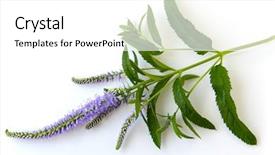  Presentation with wild flower - PPT layouts featuring season sage - purple physostegia wild flower isolated background and a white colored foreground