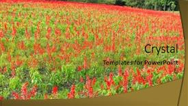  Presentation with salvia - PPT layouts having season sage - red salvia field background and a  colored foreground