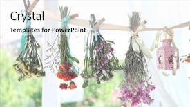  Presentation with herbs - Audience pleasing slides consisting of season sage - various herbs and flowers drying backdrop and a white colored foreground