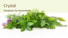  Presentation with herbs - Audience pleasing slide set consisting of season sage - various kinds of fresh garden backdrop and a soft green colored foreground