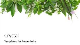  Presentation with herbs - Slide set enhanced with season sage - various kinds of fresh garden background and a white colored foreground