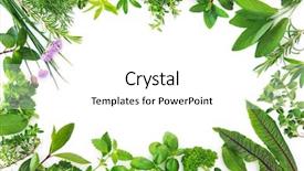  Presentation with herbs - Slide set consisting of season sage - various kinds of fresh garden background and a white colored foreground