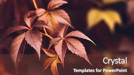  Presentation with fall season - Audience pleasing slides consisting of close up of autumn virginia creeper leaves macro of autumn wild grape leaves colorful leaves of creeper plant as fall season halloween background backdrop and a tawny brown colored foreground