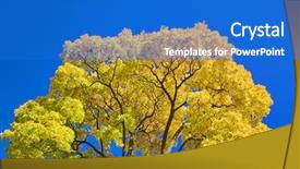  Presentation with sky blue and golden yellow - Cool new slide set with seasonal change - golden maple branches on blue backdrop and a  colored foreground