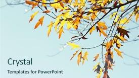  Presentation with leaves of the wetland forest - Colorful PPT theme enhanced with seasonal change - leaves changing color in autumn backdrop and a sky blue colored foreground