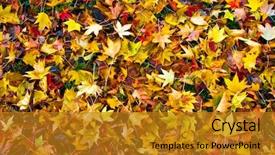  Presentation with dry - Beautiful PPT theme featuring seasonal change - many dry colorful autumnal leaves backdrop and a gold colored foreground