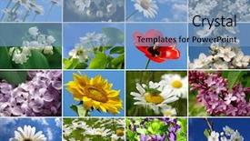  Presentation with collage - Cool new PPT layouts with seasonal flowers collage backdrop and a light blue colored foreground