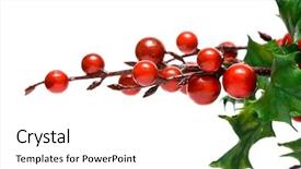  Presentation with holly - Audience pleasing presentation theme consisting of seasons greetings christmas - european holly isolated on white backdrop and a white colored foreground