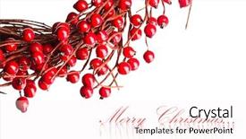  Presentation with holly - PPT layouts consisting of seasons greetings christmas - european holly isolated on white background and a pink colored foreground