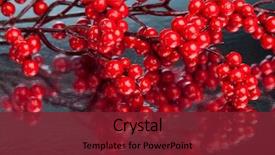  Presentation with holly - Slides featuring seasons greetings christmas - european holly on silver background background and a  colored foreground