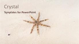  Presentation with sea and beach - Beautiful PPT theme featuring seastar-sea-star backdrop and a sky blue colored foreground