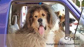  Presentation with dogs - Beautiful PPT layouts featuring seat of pick up truck backdrop and a coral colored foreground
