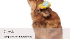  Presentation with ears - Colorful presentation theme enhanced with seated adorable brown metis dog with colorful ears headband is called by someone the dog looking up and behind on white background backdrop and a soft green colored foreground