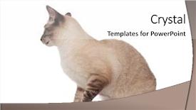  Presentation with healthy workplace full length side view - Audience pleasing slide deck consisting of seated burmese cat looking down backdrop and a  colored foreground