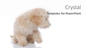  Presentation with leave - Colorful presentation theme enhanced with seated-caniche-dog-trying backdrop and a white colored foreground