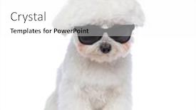  Presentation with cool - Colorful slide set enhanced with seated-cool-bichon-dog backdrop and a white colored foreground