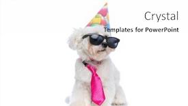 Presentation with cute birthday - Amazing slide set having seated-cute-bichon-dog-wearing backdrop and a white colored foreground