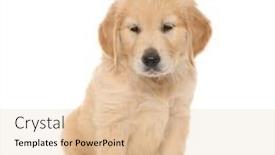  Presentation with golden - Beautiful slide deck featuring seated-golden-retriever-dog-looking backdrop and a lemonade colored foreground