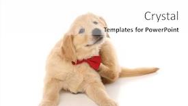  Presentation with golden - Presentation design featuring seated-golden-retriever-dog-scratching background and a white colored foreground