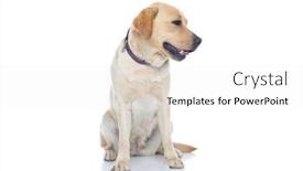  Presentation with dog - Audience pleasing slide deck consisting of seated-labrador-retriever-dog-looking backdrop and a white colored foreground