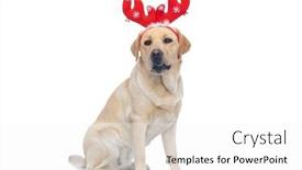  Presentation with dog - Audience pleasing slide deck consisting of seated-labrador-retriever-dog backdrop and a white colored foreground