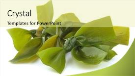  Presentation with green seaweed - Slides featuring seaweed - green kelp background and a blonde colored foreground