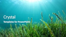  Presentation with seaweed - Cool new presentation design with seaweed - underwater sea grass and sun backdrop and a teal colored foreground