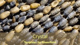  Presentation with new zealand - PPT theme consisting of seaweed-closeup-commonly-knows background and a violet colored foreground