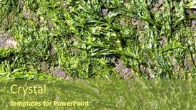  Presentation with seaweed - Slide set enhanced with seaweed-exposed-during-the-low background and a gold colored foreground