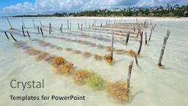  Presentation with zanzibar - Beautiful slides featuring seaweed-farming-in-the-clear backdrop and a soft green colored foreground