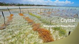  Presentation with seaweed - PPT layouts with seaweed farming in the clear background and a mint green colored foreground