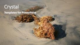  Presentation with seaweed - PPT theme with seaweed kelp on the beach background and a coral colored foreground