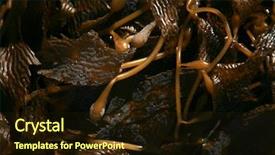  Presentation with seaweed - Colorful slide set enhanced with seaweed kelp on the beach backdrop and a wine colored foreground